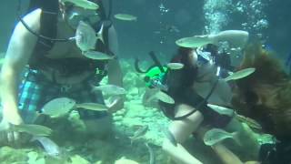 Woman Nearly Drowns When Her Partner Proposes To Her Whilst Scuba Diving.