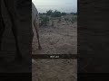 ام جنيب لدغت الناقه #ثعبان #حيه #داب #كوبرا #ام_جنب