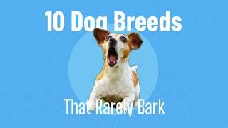 10 Small And Quiet Dog Breeds That Rarely Bark by Welfare Of Dogs 225 views 5 months ago 10 minutes, 42 seconds