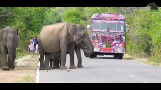 Finding food for the herd of elephants in an unsafe manner with the baby by BLACK ELEPHANT 644 views 1 month ago 8 minutes, 16 seconds