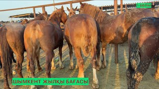картинка: Жылқылар 1-Бөлімі 22.10.25ж