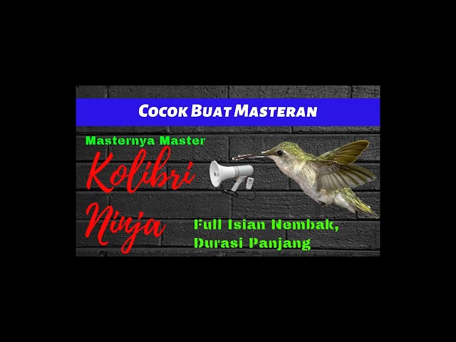 masteran kolibi class=