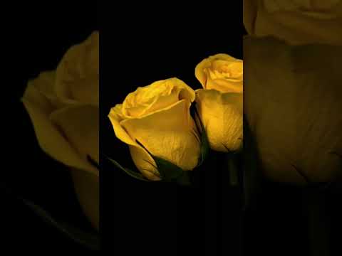 شبيه الروح واحد وشبيه الوجه أربعون