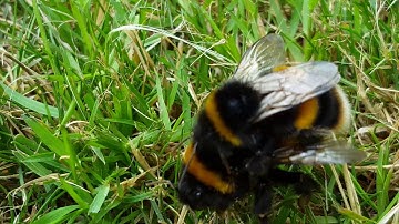 European bumblebee mating