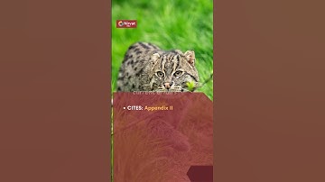 current affairs : Fishing Cat #shorts #upsc