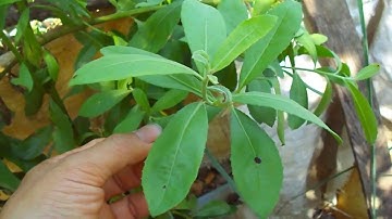 Đánh bay sỏi thận từ lá cây từ bi - cúc tần