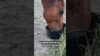 Horses Eating Alfalfa Pellets in Red Gorilla Tubs