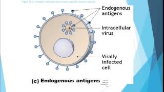 Scc Micro 229 Mhc And T Cell Activation
