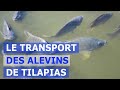 Le transport des alevins de tilapias