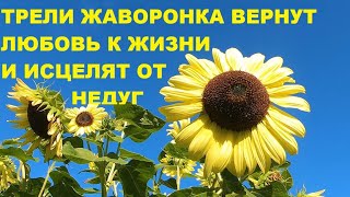 Пение Жаворонка Поднимет Настроение И Вселит Любовь К Жизни.нервная Система Успокаивается.