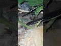 How dose A scorpion protects its Babies on her back #shorts