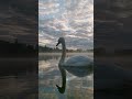 Mute swan Cygnus olor sunrise Poland #nature #naturesvoice