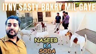 Hamary Bakry Agaye, Rooftop Setup, Soda Hua Mushkil, Uswa Ka Reaction, Qurbani 2024