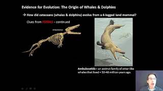 Evidence for Evolution: The Origin of Whales & Dolphins