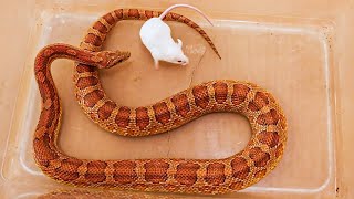 Corn snake eats alive mouse feeding by Home Zoo 14,595 views 11 months ago 2 minutes, 56 seconds