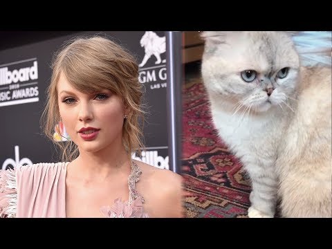 Taylor Swift Has Hilarious Reaction To Cats Cameo In