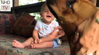 baby playing with dog | funny clips baby and dog | lustige videos | Cute animal Part 2 by NHD-TV 48,475 views 8 years ago 3 minutes, 47 seconds