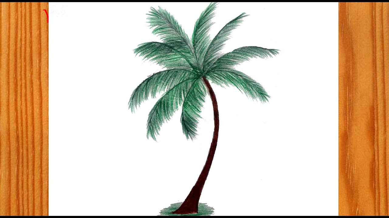 How to Draw Coconut Tree Easy  Coconut Tree Drawing Step by Step ...