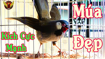 Khướu bạc má HÓT MÚA cực sung kích chim nhà bạn căng lửa| luyện khướu múa hót cực nhanh hiệu quả