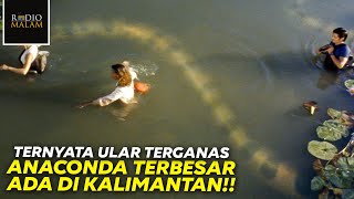 ANACONDA TERBESAR ADA DI KALIMANTAN - Alur Film Anaconda 2 (2004) Mencari Bunga Anggrek