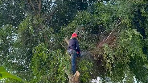 Cleanup overgrown - Cut down the dangerous fig tree growing by the roadside