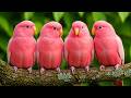 Peaceful Bird Ambience 🌿 Forest Nature Sounds for Deep Sleep, Relaxation & Better Rest