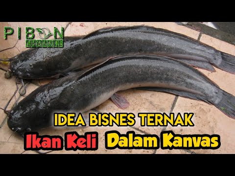 ikan