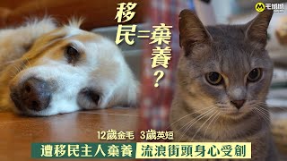 【寵物移民】寵物遭移民主人棄養　流浪街頭身心受創｜毛城城MoCity｜領養 移民潮 愛領養動物中心｜英國短毛貓 金毛尋回犬