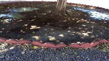 How to Water Citrus Trees at the Drip Line