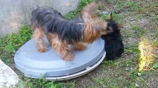 Yorkie Mom Plays with Adorable Yorkie Puppy