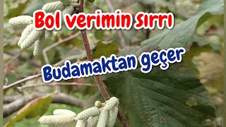 FINDIKTA BOL VERİMİN SIRRI Budamadır!!!