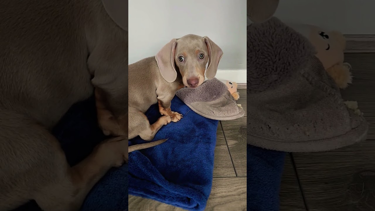 #bestfriend #puppy #dog #dachshundpuppy #dachshund