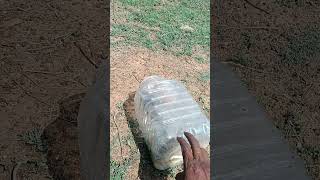 Release the big cobra snake #cobra #snake #nature