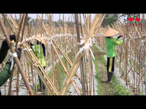 Video: Fakta Tumbuhan Kacang Jeli - Ketahui Tentang Menanam Sedum Kacang Jeli