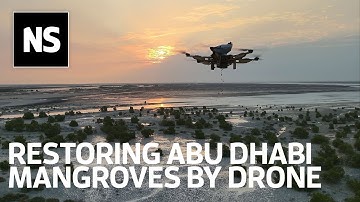 How drone technology is helping plant 100 million mangrove trees in the UAE by 2030