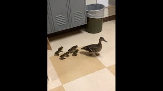L & C Ducklings: Beyond The Courtyard!