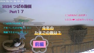 【つばめ】今年は いくつ産むのかなぁ前編 2024つばめ動画part17