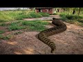 Anaconda Snake 2 in Real Life - Anaconda Live Mp3 Song