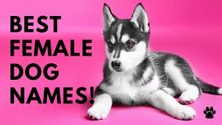 🐕 Best Female Dog Names 🐾 46 BEST 🐾 CUTE Names Ideas | Names