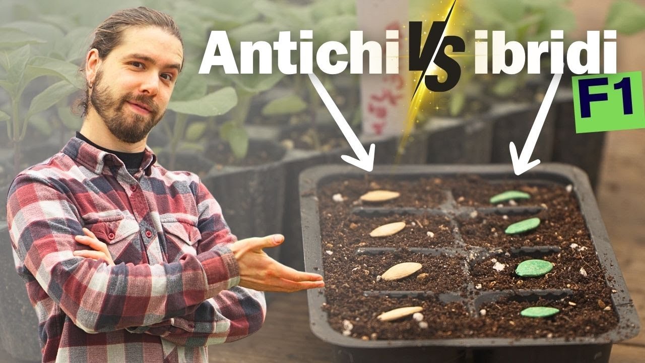 Semi Antichi vs Semi Ibridi: Falsi Miti e Differenze, Quali scegliere per il Tuo Orto?