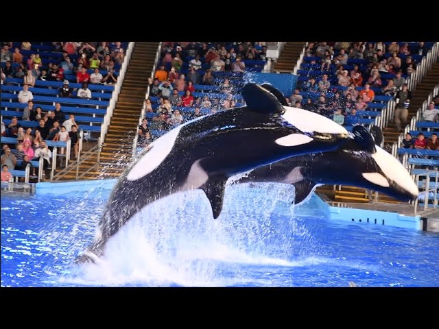 Orca Encounter (Full Show) - SeaWorld San Antonio - March 15, 2024 class=