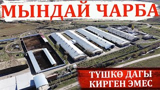 2000 башка чукул бодо мал байланган заманбап ферма