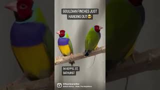 GOULDIAN FINCHES HANGING OUT😎 #shorts #birds