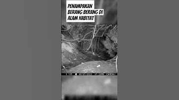 KONDISI BERANG BERANG DI ALAM HABITAT NYA #shortvideo #berangberang #rumahotter #viral #babyotter