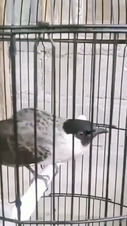 kutilang gacor isian murai batu#shorts #burung#kicau#legend#gacor#short#trending#kenari