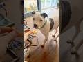 Does Your Dog Like Shrimp?