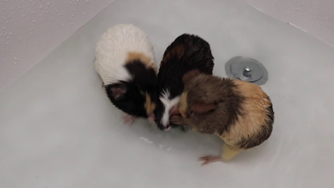 The Guinea Pigs Take a Bath YouTube
