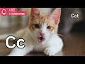 ABC Animal Phonics Song for Kids | Learn Letters A–Z with Common Animals
