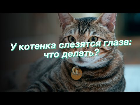 У котенка слезятся глаза: что делать?