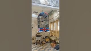 Cendet tembakan Tengkek Buto gacor satu titik_ @sultanakbar